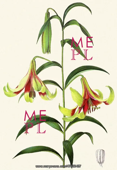 : Lilium Nepalense : Lilium Nepalense