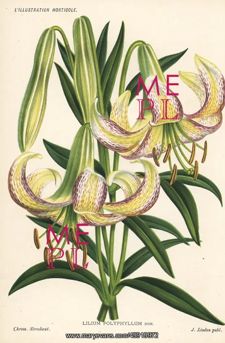 : Lilium polyphyllum : Lilium polyphyllum