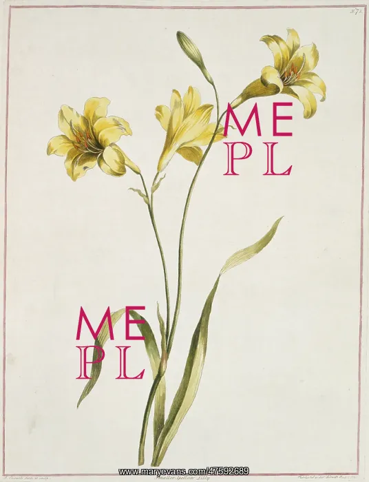 : Lilium sp. lily : Lilium sp. lily