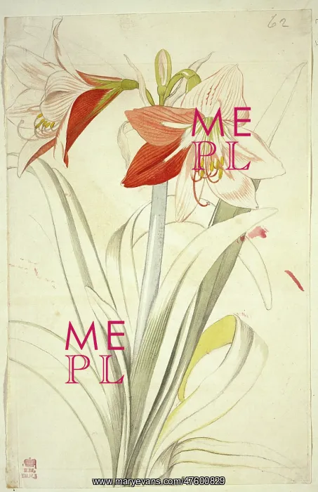 : Lilium sp. lily : Lilium sp. lily