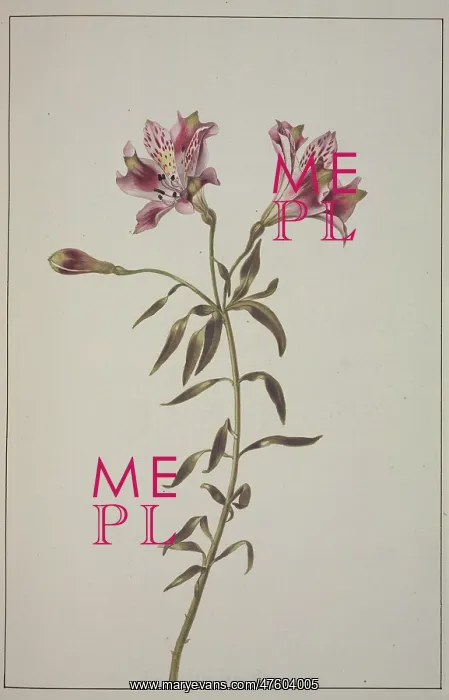 : Lilium sp. lily : Lilium sp. lily