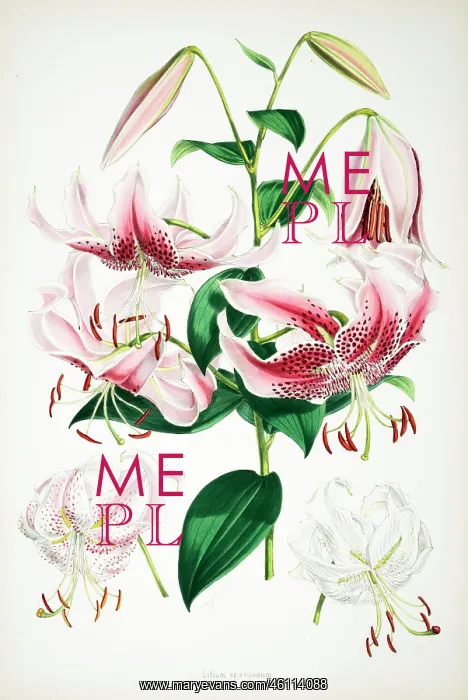 : Lilium speciosum : Lilium speciosum