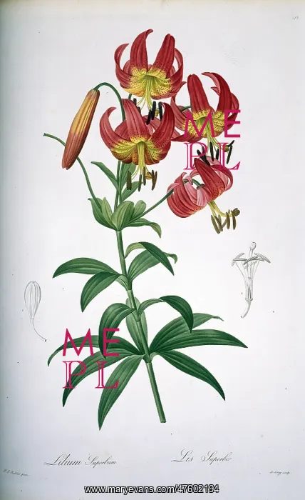 : Lilium superbum, Turk's cap lily : Lilium superbum, Turk's cap lily