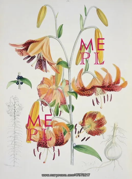 : Lilium tigrinum, tiger lily : Lilium tigrinum, tiger lily