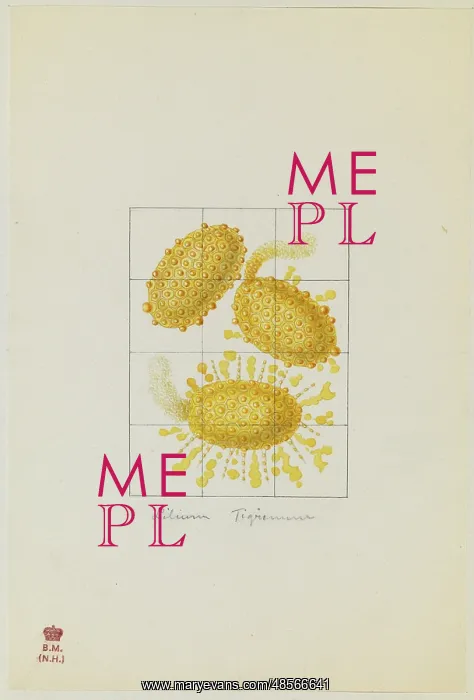 : Lilium tingrinum, pollen : Lilium tingrinum, pollen