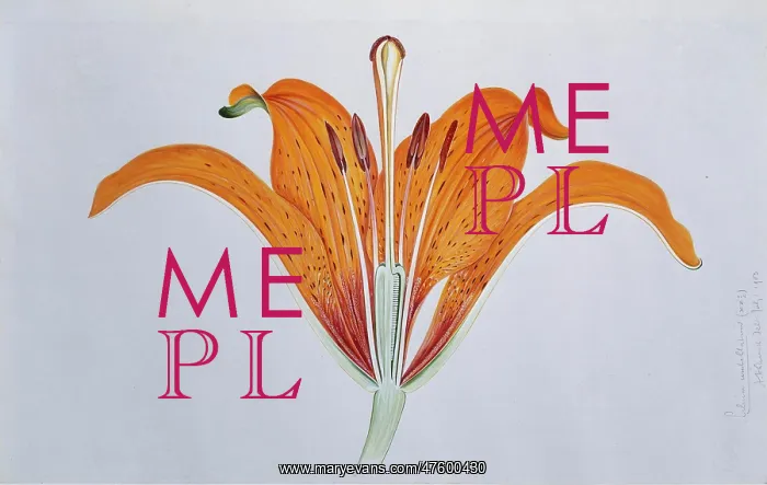 : Lilium umbellatum, red lily : Lilium umbellatum, red lily