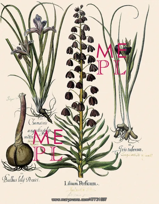 : Lillies and Irises : Lillies and Irises