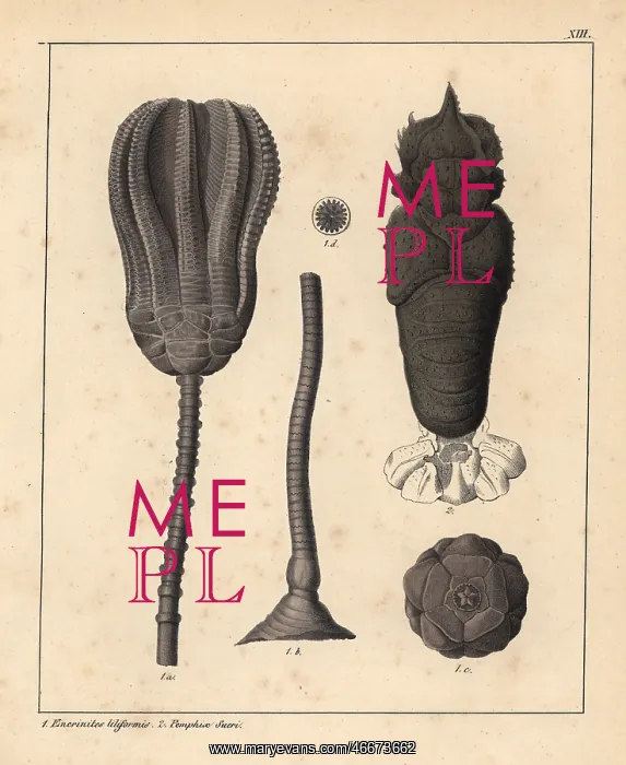  : Lily encrinite, Encrinites liliformis, and