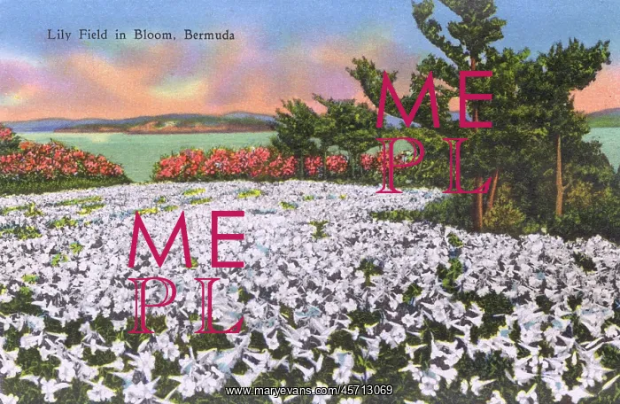 : Lily Field in Bloom, Bermuda : Lily Field in Bloom, Bermuda