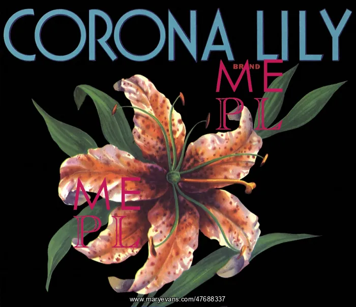  : Lily Fruit Label