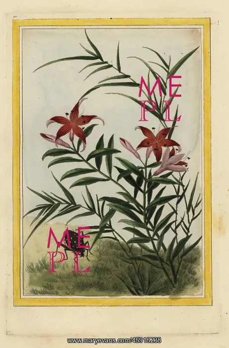 : Lily, Lilium species : Lily, Lilium species
