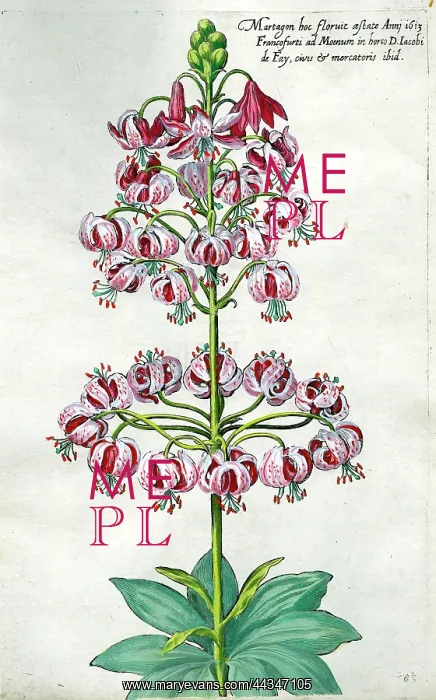 : Lily - Martagon