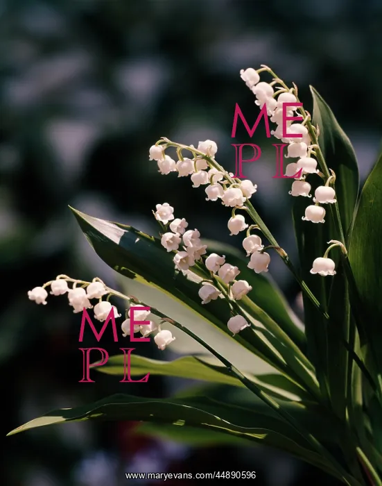 : LILY OF THE VALLEY : LILY OF THE VALLEY