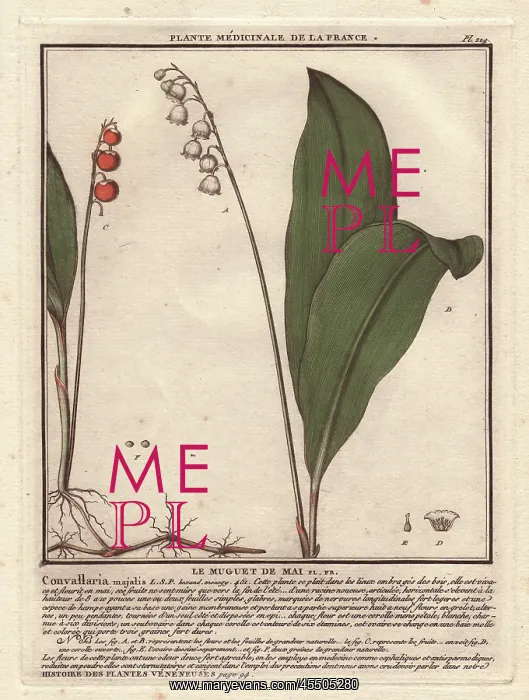 : Lily of the valley, Convallaria majalis : Lily of the valley, Convallaria majalis