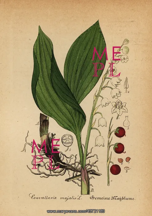 : Lily of the valley, Convallaria majalis : Lily of the valley, Convallaria majalis