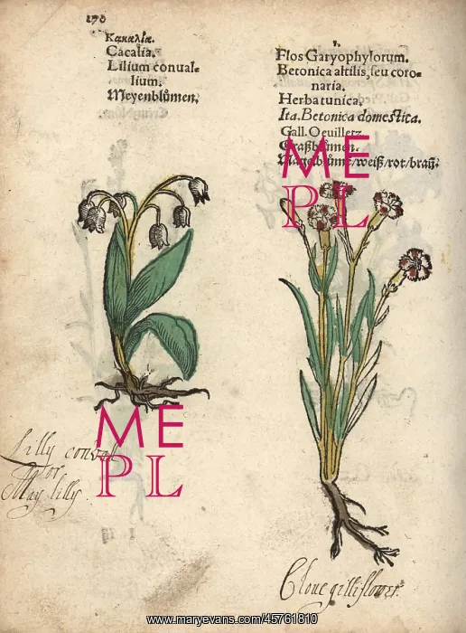 : Lily of the valley, Convallaria majalis, and : Lily of the valley, Convallaria majalis, and