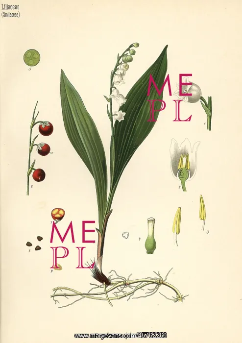: Lily of the valley, Convallaria majalis : Lily of the valley, Convallaria majalis