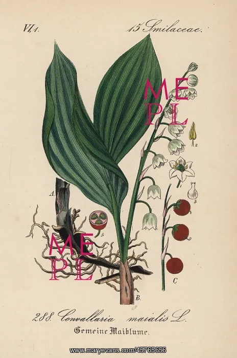 : Lily of the valley, Convallaria majalis : Lily of the valley, Convallaria majalis