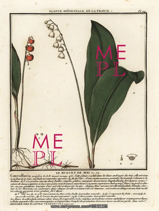 : Lily of the valley, Convallaria majalis : Lily of the valley, Convallaria majalis