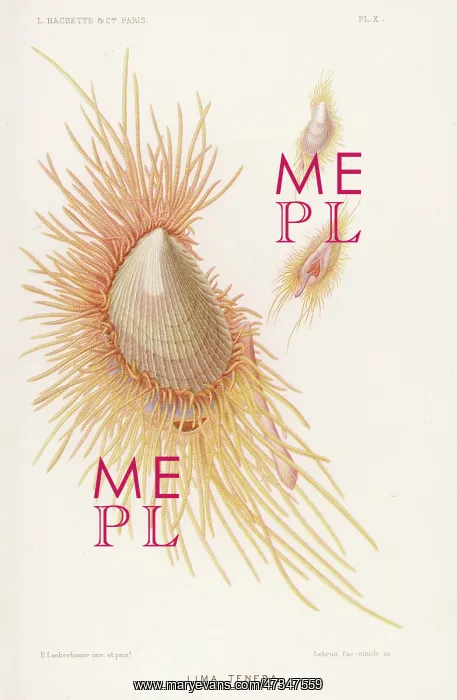 : LIMA TENERA / SHELLFISH : LIMA TENERA / SHELLFISH