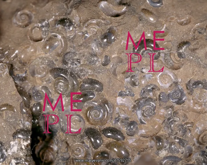 : Limacina mercinensis, holoplanktonic mollusc : Limacina mercinensis, holoplanktonic mollusc
