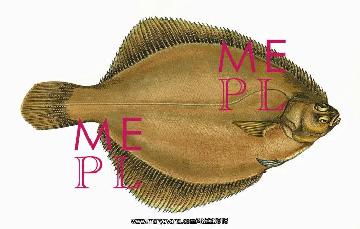 : Limanda limanda, or Common Dab : Limanda limanda, or Common Dab