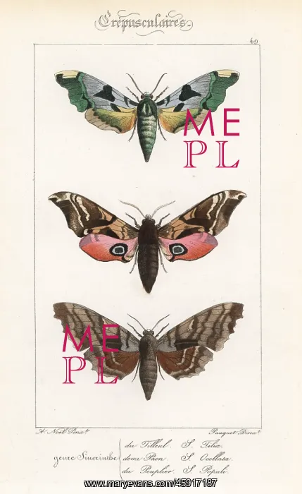 : Lime hawkmoth, eyed hawkmoth, and poplar hawkmoth : Lime hawkmoth, eyed hawkmoth, and poplar hawkmoth