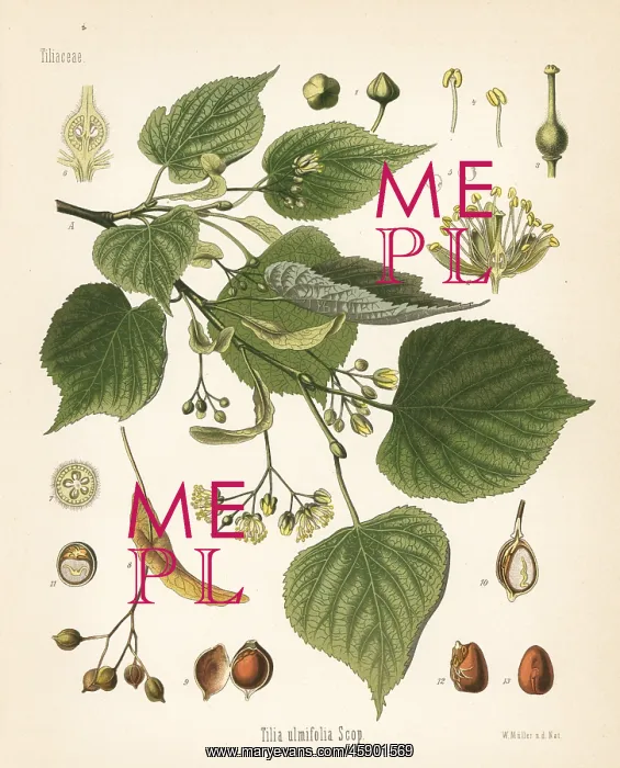 : Lime or linden tree, Tilia ulmifolia : Lime or linden tree, Tilia ulmifolia