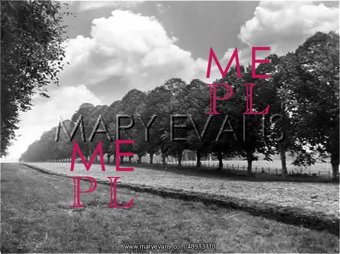 : LIME TREE AVENUE : LIME TREE AVENUE