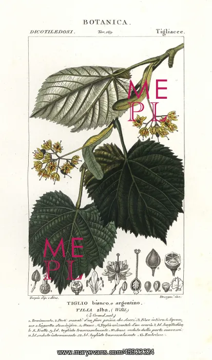 : Lime tree or linden tree, Tilia alba : Lime tree or linden tree, Tilia alba