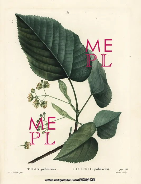 : Lime tree, Tilia pubescens : Lime tree, Tilia pubescens