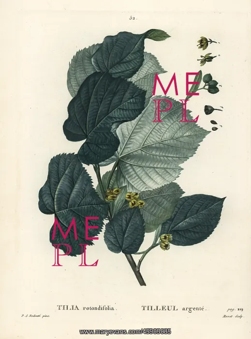 : Lime tree, Tilia rotundifolia : Lime tree, Tilia rotundifolia
