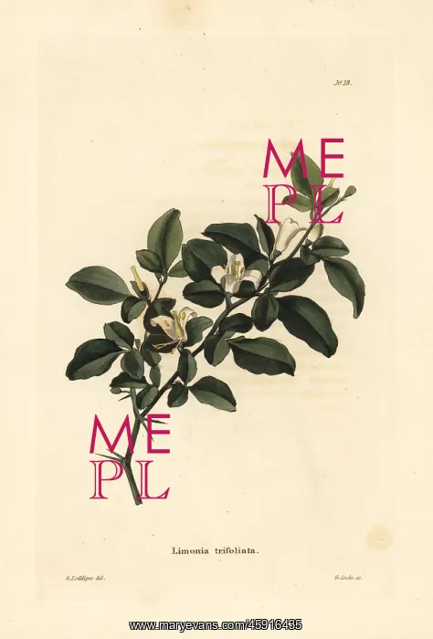 : Limeberry, Triphasia trifolia : Limeberry, Triphasia trifolia