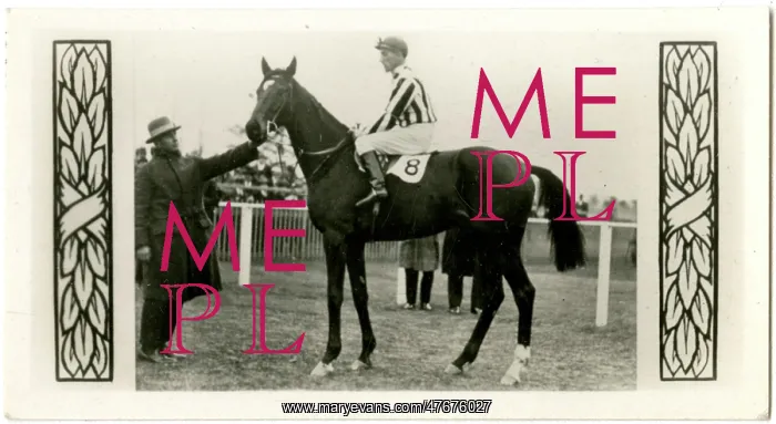 : Limerick, Australian race horse : Limerick, Australian race horse