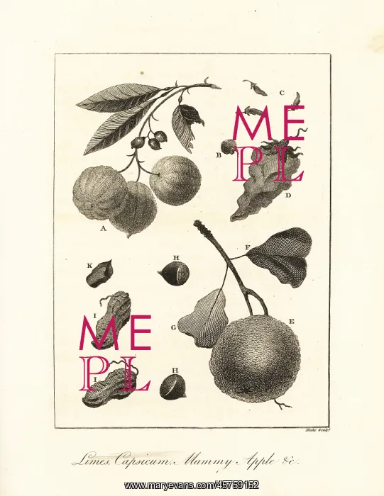 : Limes, peppers, mammy apple and nuts : Limes, peppers, mammy apple and nuts