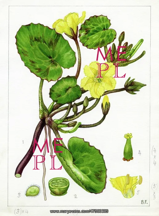 : Limnanthemum nymphaeoides - buckbean : Limnanthemum nymphaeoides - buckbean