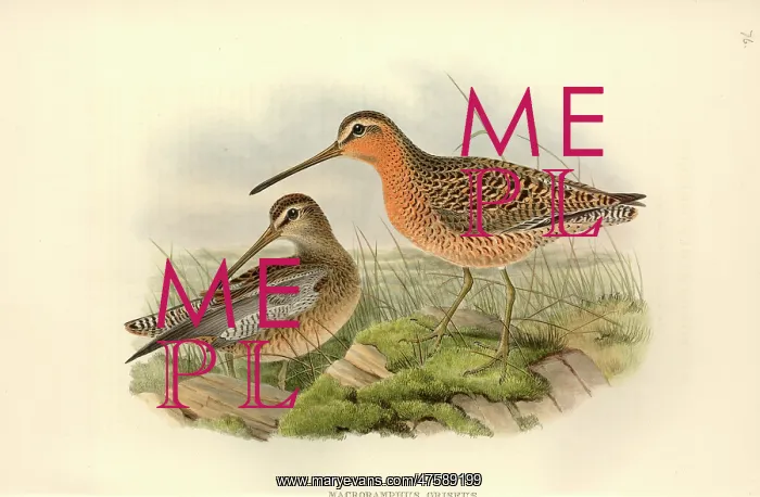 : Limnodromus griseus, short-billed dowitcher : Limnodromus griseus, short-billed dowitcher