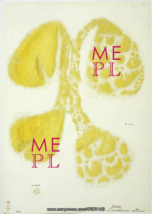 : Limodorum altum, squashed orchid pollina : Limodorum altum, squashed orchid pollina