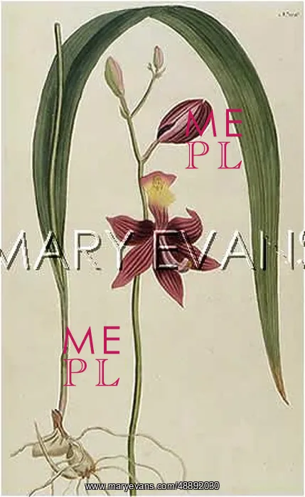  : LIMODORUM TUBEROSUM