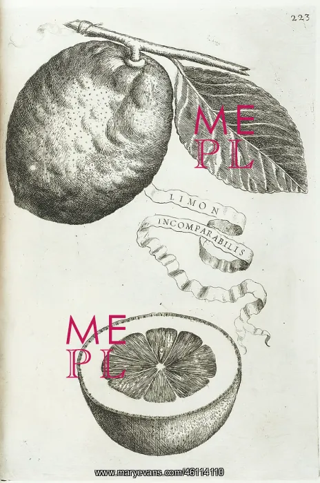 : Limon incomparabilis, Incomparable Lemon : Limon incomparabilis, Incomparable Lemon