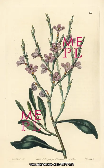  : Limoniastrum monopetalum