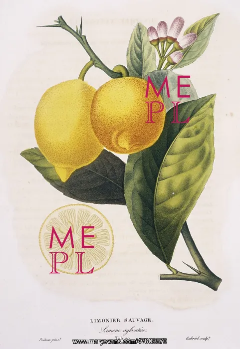 : Limonier sauvage, Limone sylvatico : Limonier sauvage, Limone sylvatico