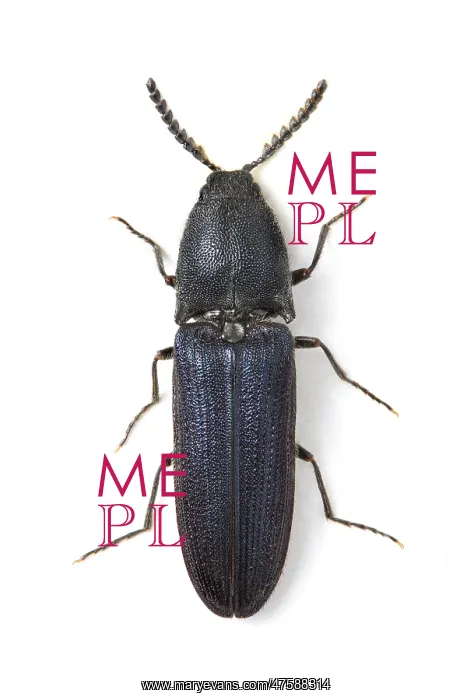 : Limoniscus violaceus, violet click : Limoniscus violaceus, violet click