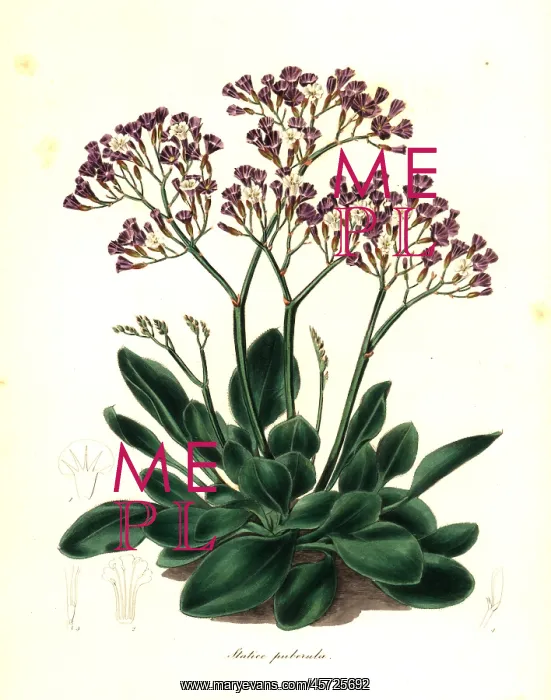 : Limonium puberulum : Limonium puberulum