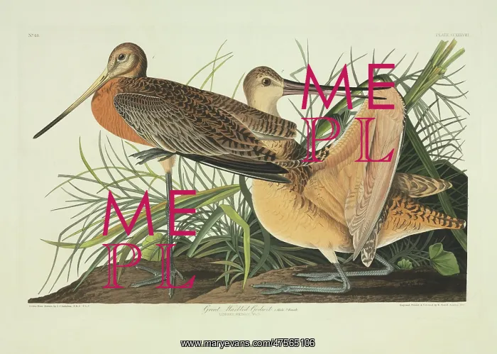 : Limosa fedoa, marbled godwit : Limosa fedoa, marbled godwit