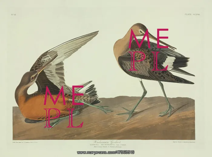 : Limosa haemastica, Hudsonian godwit : Limosa haemastica, Hudsonian godwit