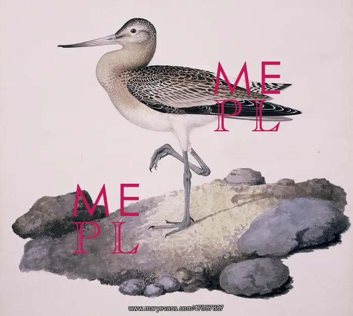 : Limosa lapponica, bar-tailed godwit : Limosa lapponica, bar-tailed godwit