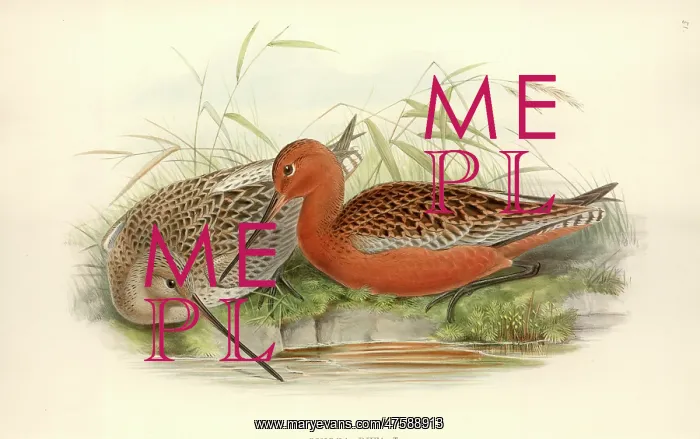 : Limosa lapponica, bar-tailed godwit : Limosa lapponica, bar-tailed godwit
