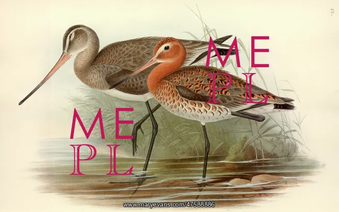 : Limosa limosa, black-tailed godwit : Limosa limosa, black-tailed godwit