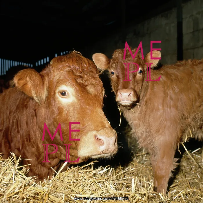  : Limousin Cow and Calf ? winter